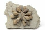 Jurassic Club Urchin (Asterocidaris) - Boulemane, Morocco #218407-1